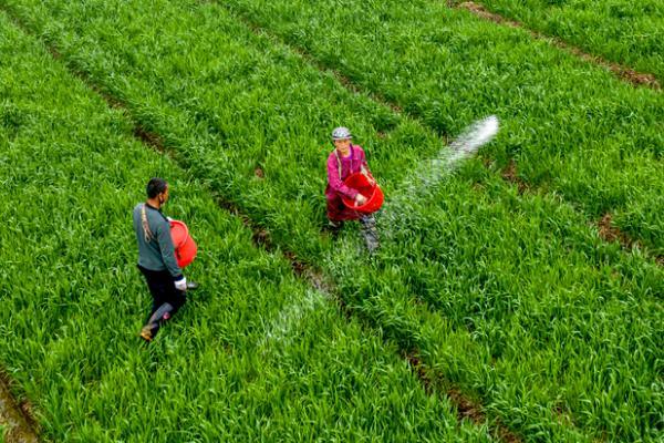 冬小麦需肥特点和施肥方法,氮钾磷需求比例大概是3:3:1