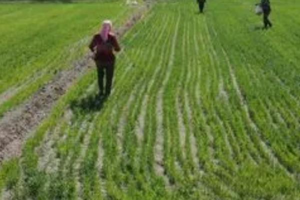 冬小麦需肥特点和施肥方法,氮钾磷需求比例大概是3:3:1