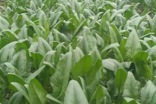 怎么种植菠菜,撒播种子并覆盖土壤即可