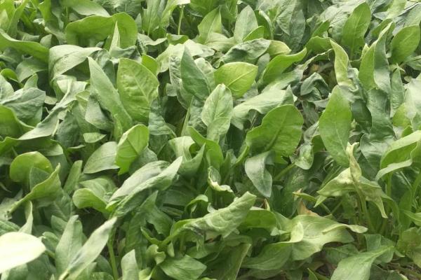 怎么种植菠菜,撒播种子并覆盖土壤即可