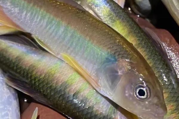 马口竿可以钓哪些鱼,可垂钓鲫鱼、马口鱼、翘嘴鱼等中小型鱼种