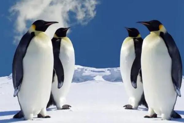 企鹅分布在北极还是南极,如今只存活在南极地区