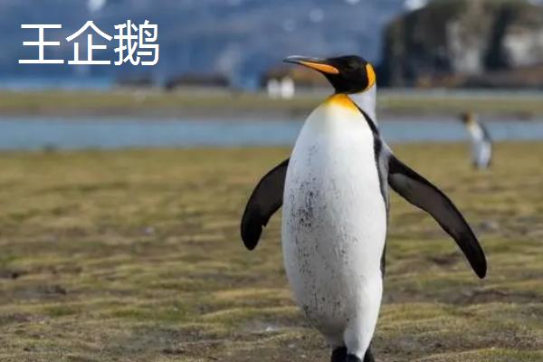 企鹅分布在北极还是南极,如今只存活在南极地区