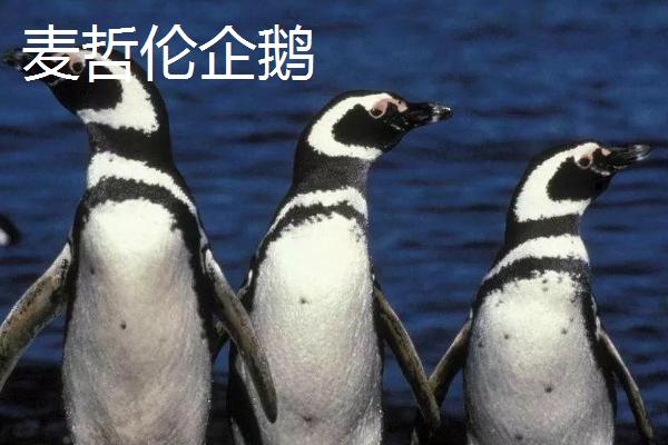 企鹅分布在北极还是南极,如今只存活在南极地区