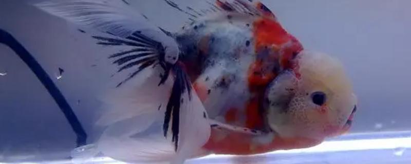 泰狮金鱼最佳水温是多少