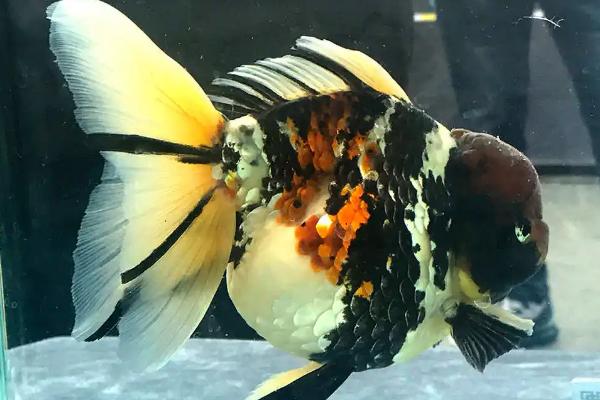 泰狮金鱼最佳水温是多少,20-28℃之间为佳