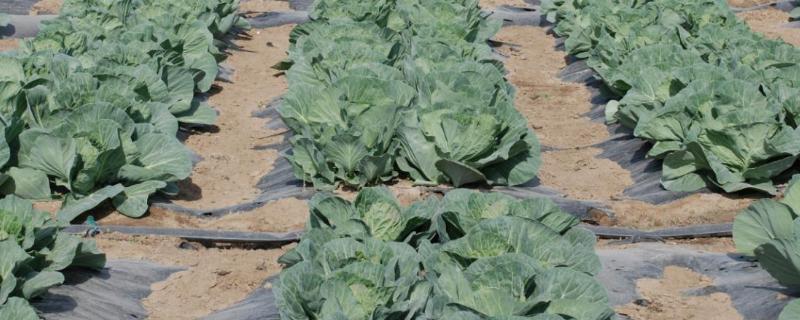 覆膜白菜怎么施肥