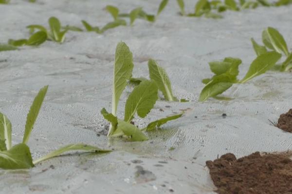 覆膜白菜怎么施肥,可用追肥器追施尿素、或进行叶面喷肥