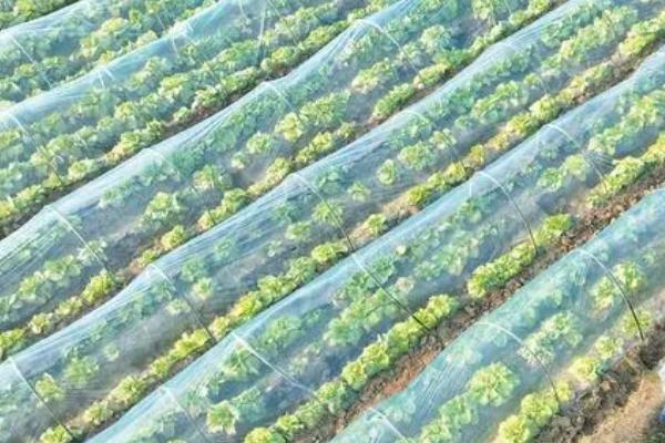 覆膜白菜怎么施肥,可用追肥器追施尿素、或进行叶面喷肥