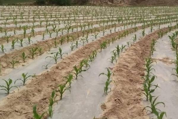 覆膜白菜怎么施肥,可用追肥器追施尿素、或进行叶面喷肥