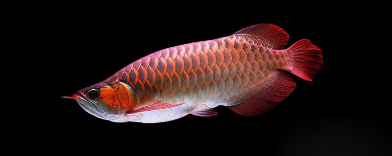 龙鱼混养为何关灯后就打架