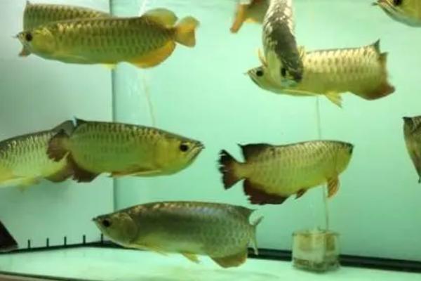 龙鱼混养为何关灯后就打架,关灯后龙鱼容易因紧张而攻击其它鱼类