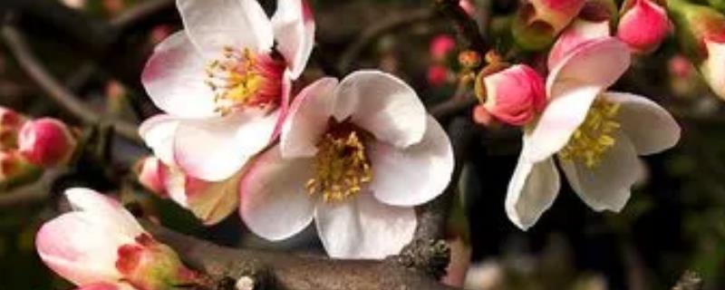 木瓜海棠的栽培方法