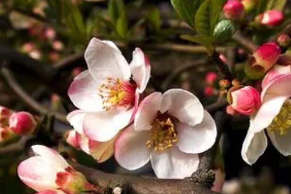 木瓜海棠的栽培方法,开挖栽植穴然后带土团定植