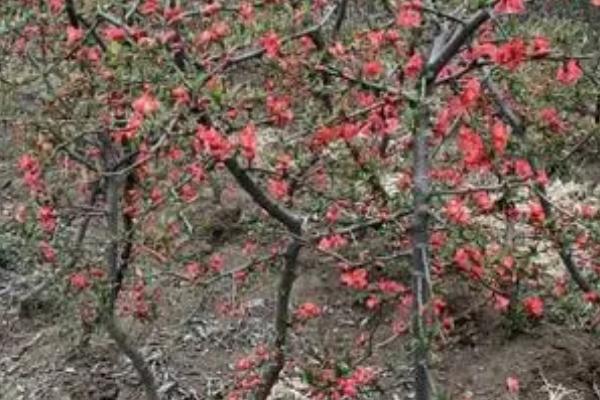 木瓜海棠的栽培方法,开挖栽植穴然后带土团定植