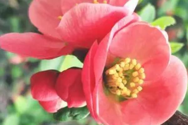 木瓜海棠的栽培方法,开挖栽植穴然后带土团定植