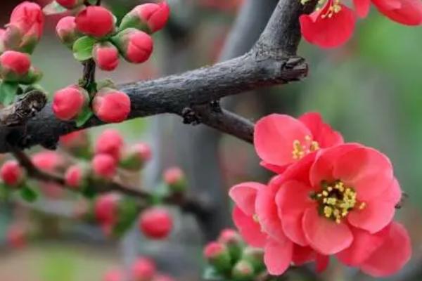 木瓜海棠的栽培方法,开挖栽植穴然后带土团定植