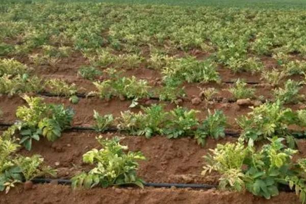 使用代森锰锌出现药害的原因,一般是药剂不合格、盲目混配等因素所导致