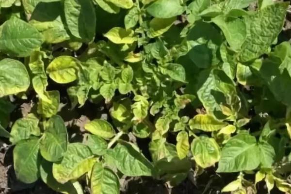 使用代森锰锌出现药害的原因,一般是药剂不合格、盲目混配等因素所导致