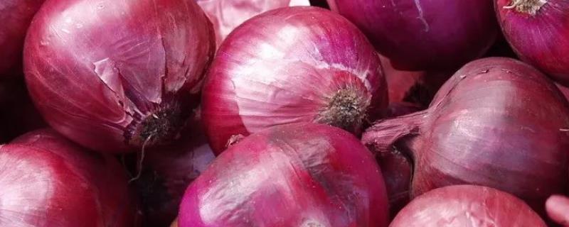如何保存洋葱才能避免发芽