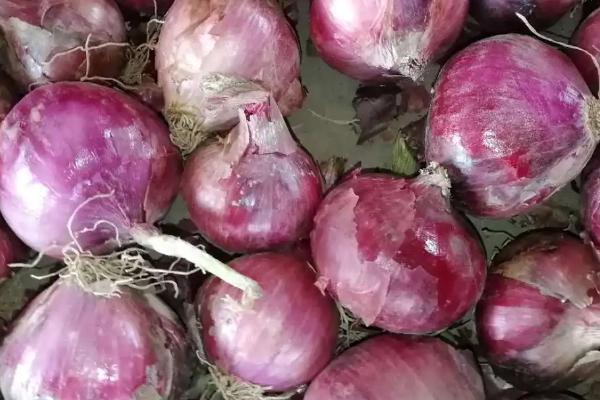 如何保存洋葱才能避免发芽,切开后放入冰箱中冷藏可防止发芽