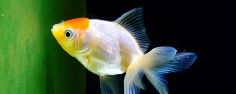 金鱼可以和哪些鱼混养