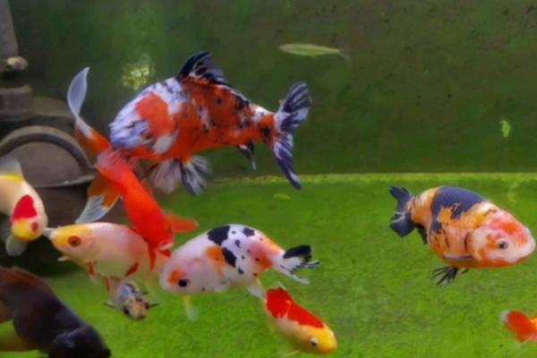 金鱼可以和哪些鱼混养,可以和孔雀鱼、灯科鱼、月光鱼等鱼种混养
