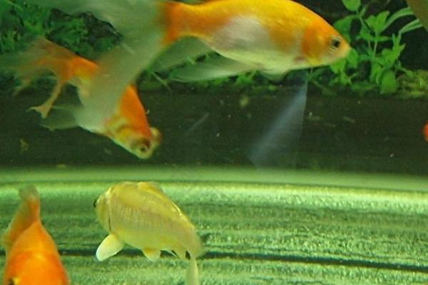 金鱼可以和哪些鱼混养,可以和孔雀鱼、灯科鱼、月光鱼等鱼种混养
