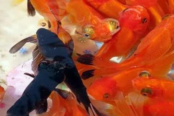 金鱼可以和哪些鱼混养,可以和孔雀鱼、灯科鱼、月光鱼等鱼种混养