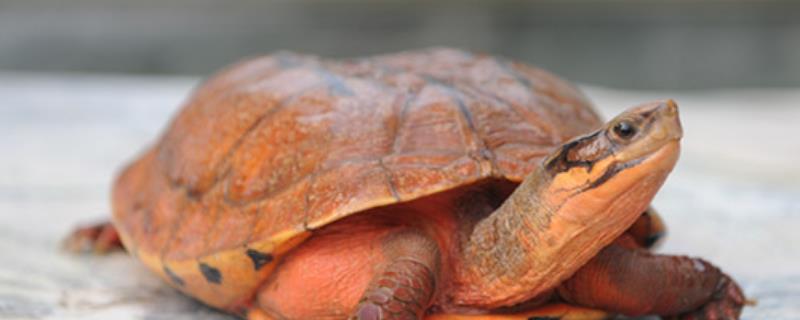 金钱龟可以放在鱼缸里养吗
