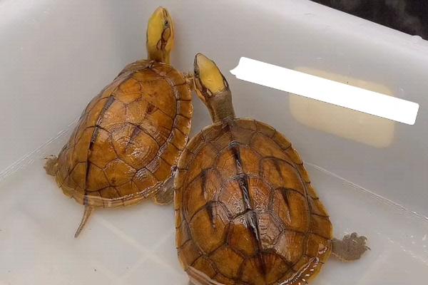 金钱龟可以放在鱼缸里养吗,如果鱼缸内有鱼不建议与其混养