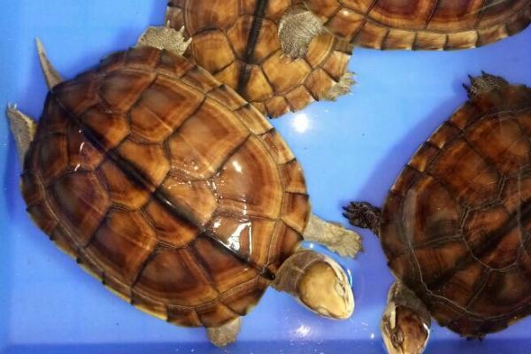 金钱龟可以放在鱼缸里养吗,如果鱼缸内有鱼不建议与其混养