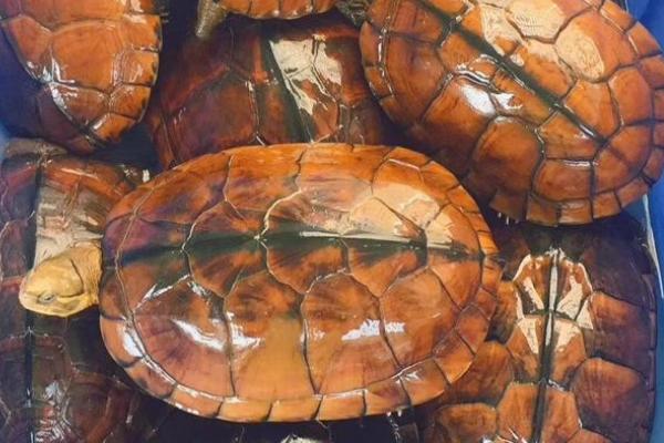 金钱龟可以放在鱼缸里养吗,如果鱼缸内有鱼不建议与其混养