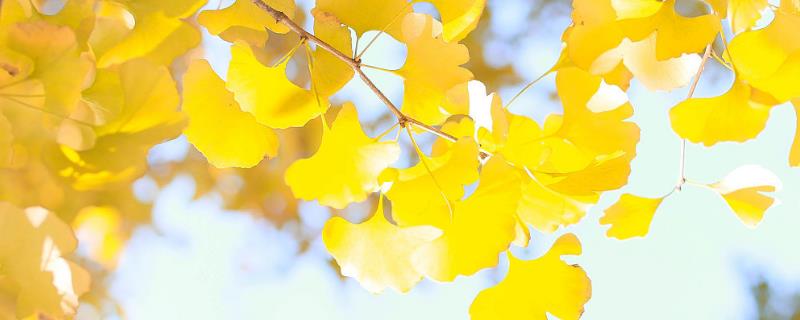 银杏嫩枝怎么嫁接