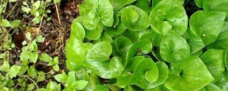 细辛的田间管理技术