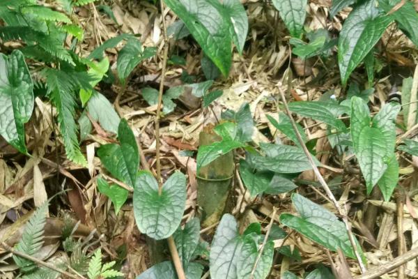 细辛的田间管理技术,出苗后要进行3-4次松土除草