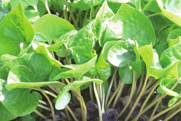 细辛的田间管理技术,出苗后要进行3-4次松土除草