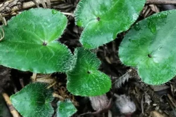 细辛的田间管理技术,出苗后要进行3-4次松土除草