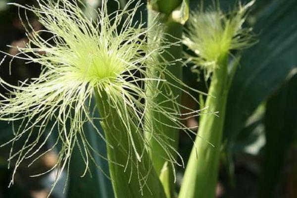 玉米花粒期肥水管理技术,追攻粒肥要掌握早施少施的原则