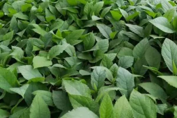 五指毛桃的种植方法，移栽后要覆盖稻草、抑制杂草生长