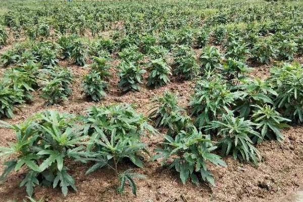 五指毛桃的种植方法，移栽后要覆盖稻草、抑制杂草生长