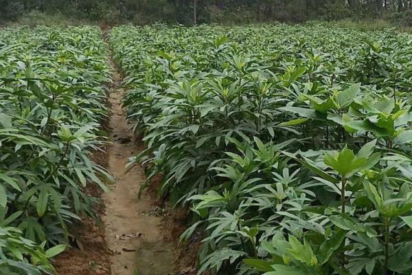 五指毛桃的种植方法，移栽后要覆盖稻草、抑制杂草生长