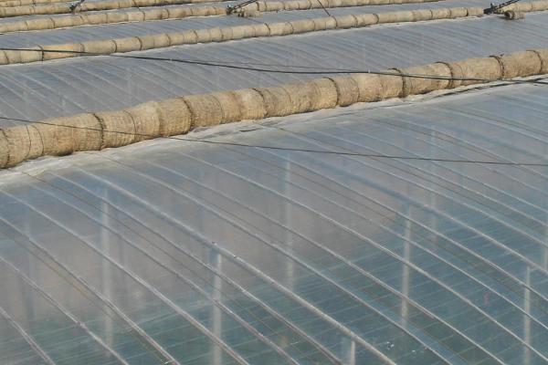 五指毛桃的种植方法，移栽后要覆盖稻草、抑制杂草生长