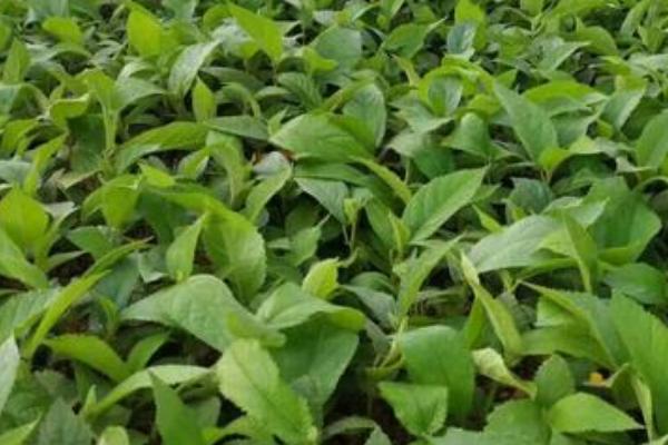五指毛桃的种植方法，移栽后要覆盖稻草、抑制杂草生长