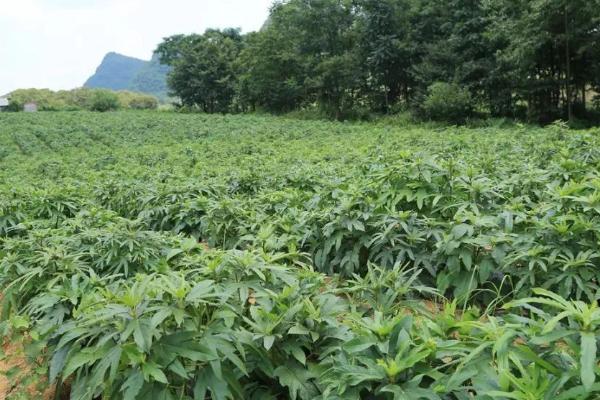 五指毛桃的种植方法，移栽后要覆盖稻草、抑制杂草生长