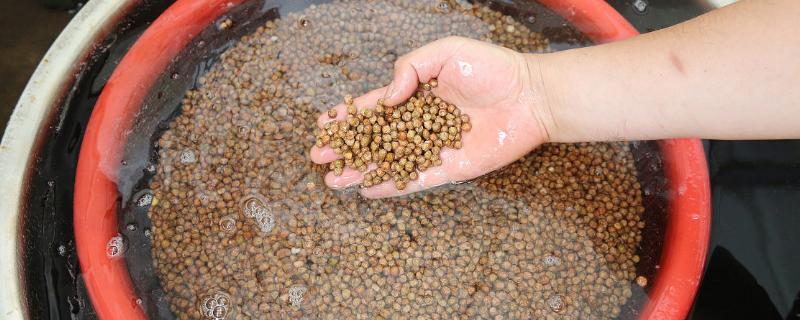 种子播前防病方法