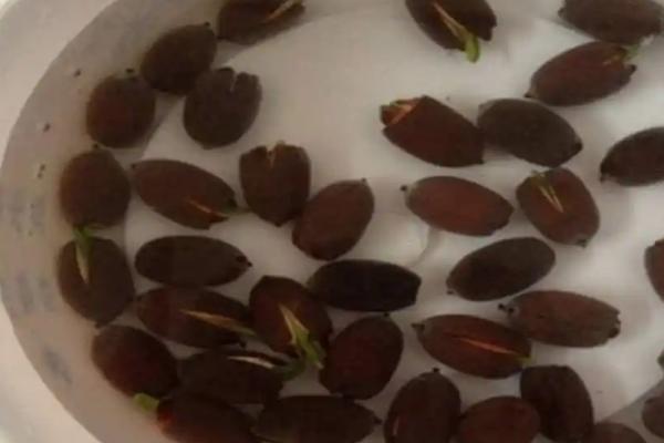 种子播前防病方法,不同种子的处理方法不同