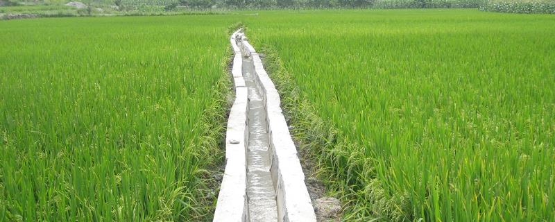 水稻节水灌溉方法