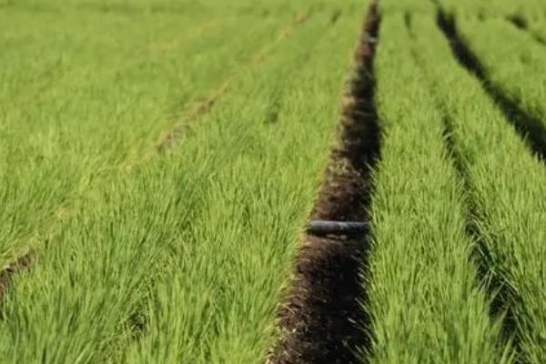 水稻节水灌溉方法,水分耗尽后经过3-4天再灌水