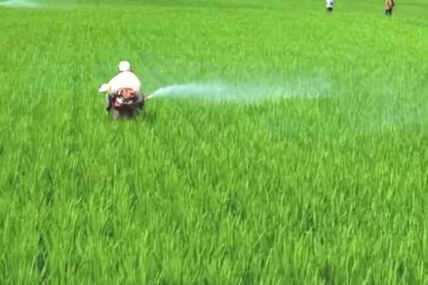 水稻节水灌溉方法,水分耗尽后经过3-4天再灌水